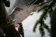 Knut 23 desember 2017 - Flaggspetten i Maridalen