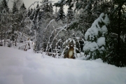 Knut 30 desember - 5 minutter etterpå dukker det opp et Ekorn