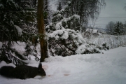 Knut 31 desember 2017 - Ekorn i Maridalen