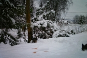 Knut 31 desember 2017 - Flere Ekorn i Maridalen