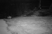 Morten 11 desember 2017 - En katt dukker opp på morgen kvisten