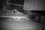 Morten 14 desember 2017 - To lysende øyne er på vei ut, kan det være en katt?
