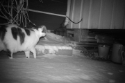 Morten 14 desember 2017 - Litt senere kommer den en ny katt motsatt vei