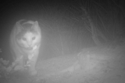 Morten 23 desember - Katt på Høyenhall