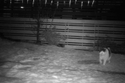 Morten 7 desember 2017 - En katt kommer over plenen