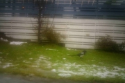 Morten 7 desember 2017 - To timer etterpå er nesten all snø borte