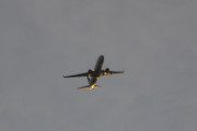 Morten 12 august 2018 - Stort fly over Høyenhall