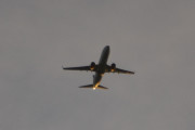 Morten 12 august 2018 - Stort fly over Høyenhall
