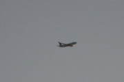 Morten 12 august 2018 - Stort fly over Høyenhall