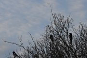 Morten 30 desember 2018 - Stort fly og 3 fugler på Høyenhall