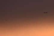 Morten 7 februar 2022 - Flyet og måken, dette er i soloppgangen og måken er til venstre og flyet til høyre. Det var et tappert forsøk