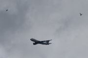 Morten 7 august 2021 - 4X-ICA over Høyenhall, flyet kommer sakte inn så jeg får med et par fugler før vi dokumenterer