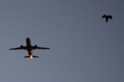 Morten 16 desember 2021 - SAS og fuglen over Høyenhall, at fuglen flyr fortere enn flyet