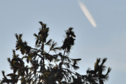 Morten 3 desember 2021 - Jetfly over Grantreet på Høyenhall