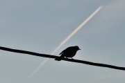 Morten 9 januar 2021 - Jetfly og fuglene, vi så den komme Svarttrosten og jeg