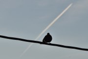 Morten 9 januar 2021 - Jetfly og fuglene, Svarttrosten spør meg om jeg følger med