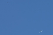Morten 19 juli 2021 - KLM over Høyenhall med en fugl, sånn er det med den saken, nå klarer dem seg selv