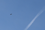Morten 13 mars 2022 - Jetflyet og fuglen over Høyenhall, jeg tror vi ser en ørn som flyr her