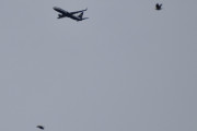 Morten 27 mars 2022 - Ryanair over Høyenhall, som dere ser så har fuglene stått opp