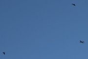 Morten 30 januar 2022 - Norwegian og fuglene, nå er jeg spent, klarer den å fly mellom fuglene?