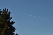 Morten 16 oktober 2023 - Jetfly over Høyenhall, men jeg kan ikke se noen fugl i treet. Første gang jeg tok bilde var 17 mars 2018, og har over 700 bilder