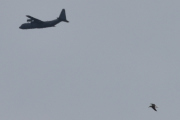 Morten 25 mai 2023 - Lockheed C-130J-30 Hercules over Høyenhall, mens fuglen flyr forbi kan jeg sitere litt til: Forsvaret av Norge bygger på NATOs kollektive sikkerhet og forholdet til nære allierte, i tillegg til nasjonal forsvarsevne. Det tette forsvarssamarbeidet med USA har vært viktig for Norge i mer enn 70 år. Besøket er et viktig signal for det nære bilaterale forholdet og øker troverdigheten av kollektivt forsvar og avskrekking