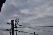 Morten 30 mai 2024 - Stort fly over Høyenhall