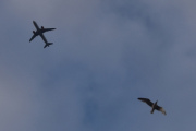 Morten 12 mars 2024 - LN-RGO over Høyenhall, jeg tror det er SAS Scandinavian Airlines vi for sammen med måken her