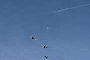 Morten 22 november 2024 - Jetfly over Høyenhall, klokken er 09.56 og dem er på vei til varmere strøk. Her fikk vi med tre fugler og månen også