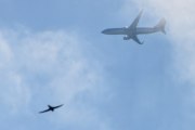 Morten 13 juli 2025 - KLM Royal Dutch Airlines over Høyenhall, og her fikk vi med en fugl. Disse flyene har jo ofte fuglenavn også