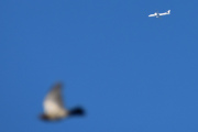 Morten 18 juli 2025 - Frost Air over Høyenhall, klokken er 07.53 og jeg tror det er en Saab 2000. Jeg har to bilder fra 5 november 2021 og 21 april 2024. Det blir med en fugl i dag