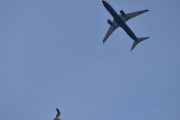 Morten 7 mai 2025 - G-RUKH over Østre gravlund, det er Ryanair UK som kommer med sin Boeing 737-8AS fra 2007, og her fikk vi med en fugl. Jeg har ikke tatt bilde av den i mai før