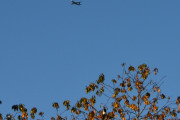 Morten 14 oktober 2025 - Lufthansa over Høyenhall