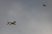 Morten 31 oktober 2025 - EI-SII over Høyenhall, klokken er 15.25 og det er SAS Connect som kommer med sin Airbus A320-251N fra desember 2018 og heter Auisle Viking. Her får vi med en fugl også