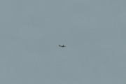 Morten 22 april 2026 - Stort fly over Taraldsrud