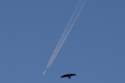 Morten 14 februar 2026 - Stort fly over Høyenhall