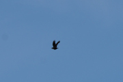 Fredag - En fugl flyr over oss, men jeg tror det er en Kråke