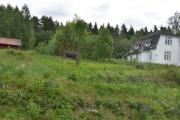 Transtrand i Klarälvsdalen, og her står elgen i egen person
