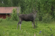 Jeg tror elgen spiser på et rognebærtre