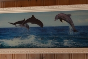Delfinbilde uten lys på veggen