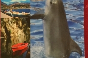 Delfin postkort