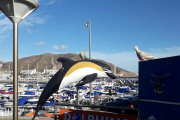 Tinamor for tilsendt et bilde av Delfin og to duer fra Puerto Rico