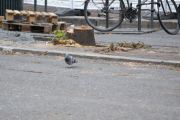Men nå har Kevin registrert den første bydua, den rusler rundt her selv om det ikke er trær
