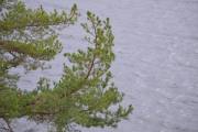 Masse trær er det her også og kanskje han så en liten fugl i treet også?