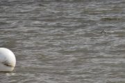 Når jeg ser disse små fuglene som flyr over vannet, tror jeg alltid det er Strandsnipe