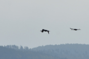 Så da tar vi bilder av Traner da