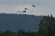Dem kommer i bølger, så her kan du ta mange bilder hvis du vil