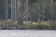Og så er det noen dyr der ute, er det Sauer vi ser?