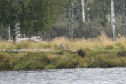 Bilde ble for dårlig, en rovfugl eller en stubbe?