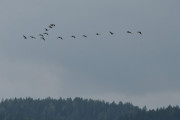 Dem flyr rundt og rundt til de er mange nok